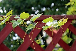 葡萄樹葉,履帶板,植物