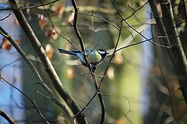 山雀,paridae,鳴鳥