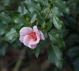 玫瑰,花,開(kāi)花