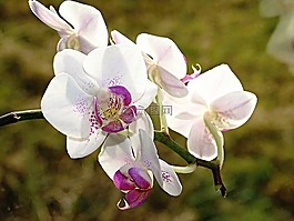 蘭花,鮮花,花