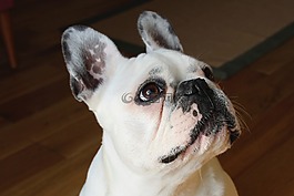 法國斗牛犬,狗,寵物