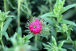 marcinek,翠菊,花