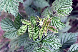 樹莓葉子,植物,性質(zhì)