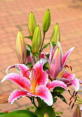 黃花菜,百合,綻放
