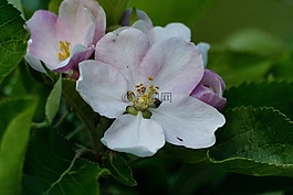 蘋果花,春天,粉紅色的花