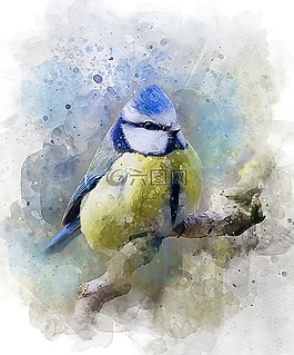 山雀,鳥(niǎo),性質(zhì)