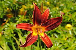 黃花菜,鋸齒,花卉
