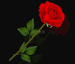 花,羅莎,愛情