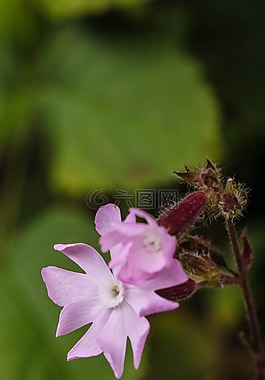 野花,夏天花,特寫