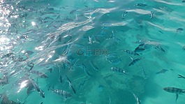 海,魚,水