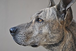 動物,狗,我的狗