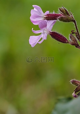 野花,夏天花,特寫