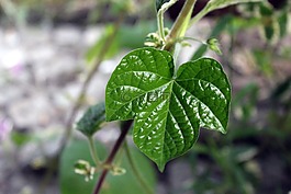 葉,綠色,夏天