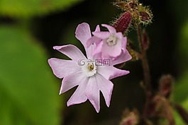 野花,夏天花,特寫