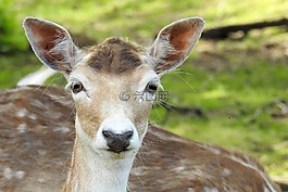獐鹿,休耕鹿,動(dòng)物