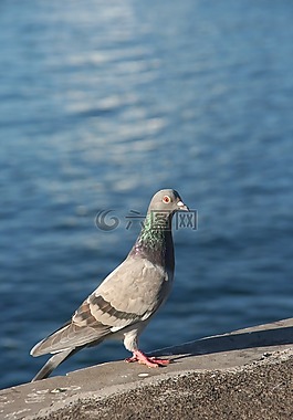 鳥,動物,鴿子