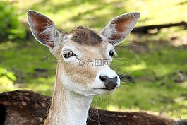 獐鹿,休耕鹿,動(dòng)物