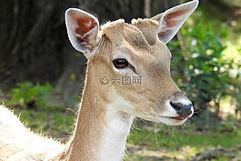 獐鹿,休耕鹿,動(dòng)物