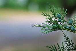花,野生的,野花