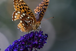 花園,蝴蝶,昆蟲