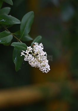 花,野生的,野花