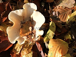 秋季,蘑菇,花园