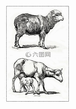 羊,羊肉,羊毛