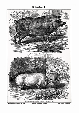 豬,農(nóng)場動物,火腿