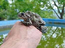 青蛙,池,綠色