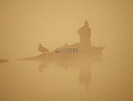 鳥(niǎo),早上,水