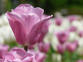 性質(zhì),花,春天