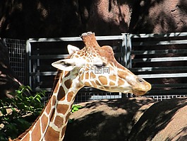 長(zhǎng)頸鹿,頭,動(dòng)物園