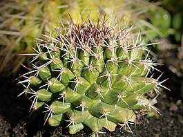 仙人掌,植物几何,株型