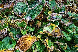 玉簪,植物,枯萎