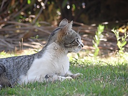 貓,貓科動物,觀察