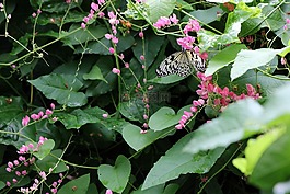 蝴蝶,白,枝杈
