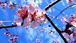 性質(zhì),樹,杏仁樹