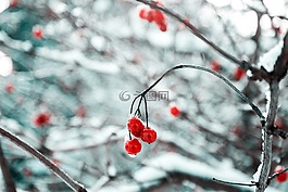 櫻桃,紅色,水果