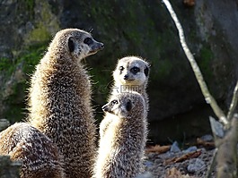 貓鼬,動物,哺乳動物