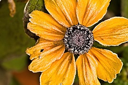 花,開花,秋季