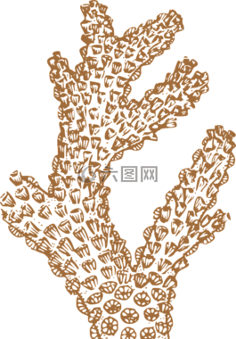 珊瑚,水,棕色