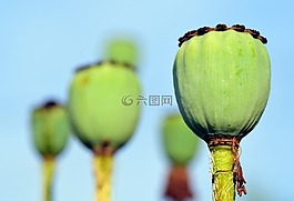 罌粟,罌粟膠囊,klatschmohn