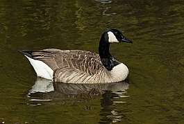 鵝,加拿大鵝,鳥