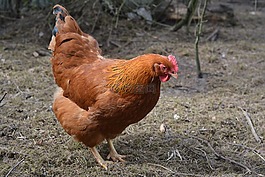 家禽,母雞,農(nóng)業(yè)