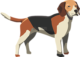 狗,獵犬,哺乳動物