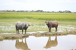 水牛城,越南,顏色