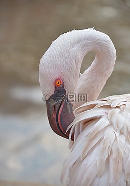 火烈鳥(niǎo),尋找,鳥(niǎo)