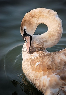 天鵝,小天鵝,鳥