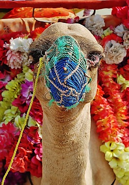 駱駝,動物,臉