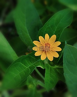花,黃色,綠色